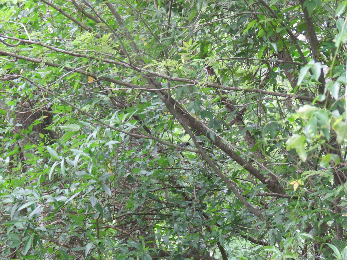 Black-capped Warbling Finch - ML643048014