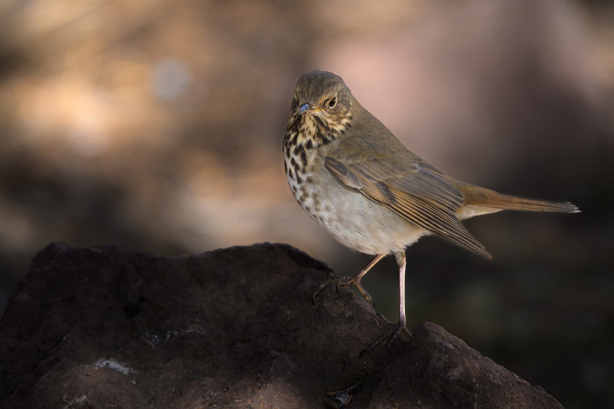 Hermit Thrush - ML643048016
