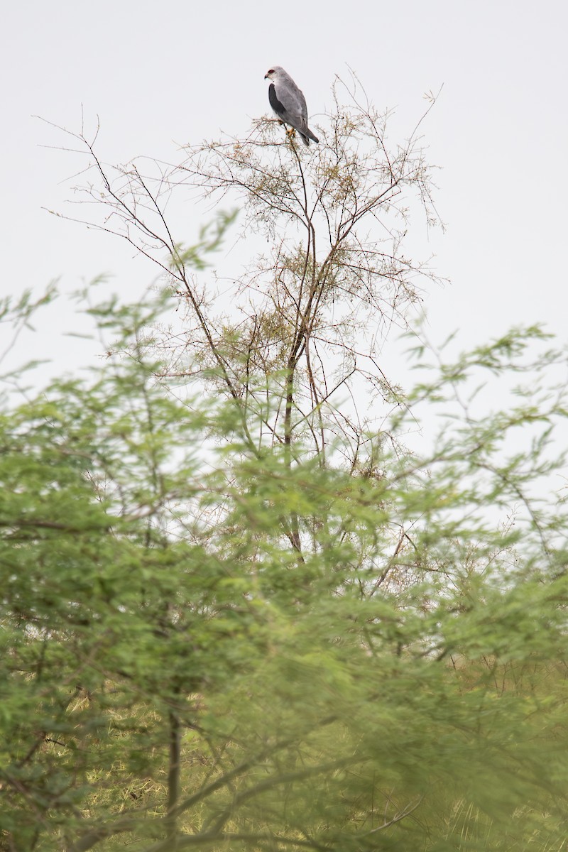 Black-winged Kite (African) - Frédéric Bacuez