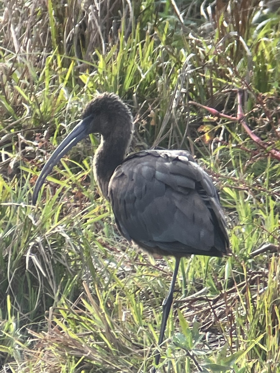 Glossy Ibis - ML643048031