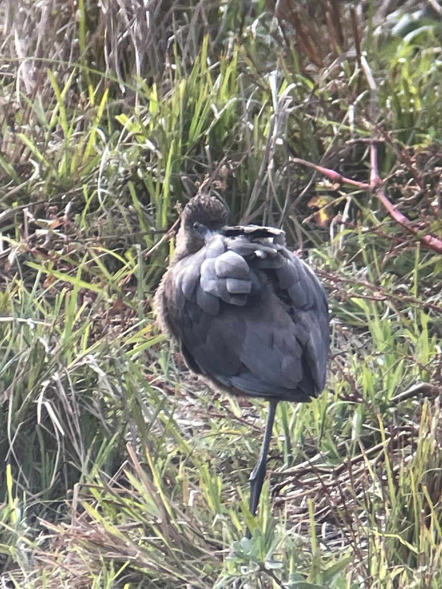 Glossy Ibis - ML643048032