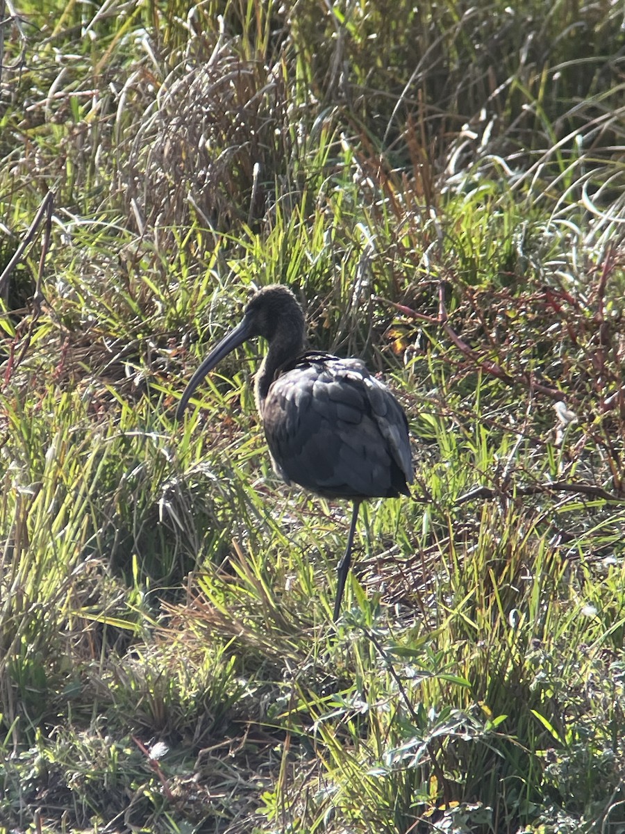 Glossy Ibis - ML643048033