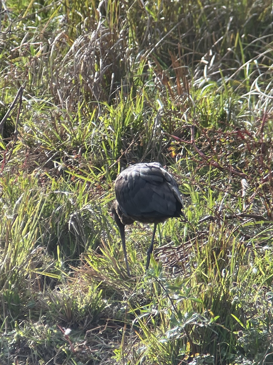 Glossy Ibis - ML643048034