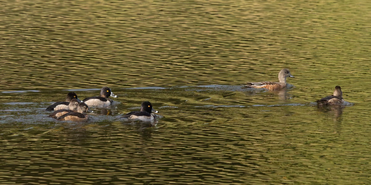 Ring-necked Duck - ML643048038