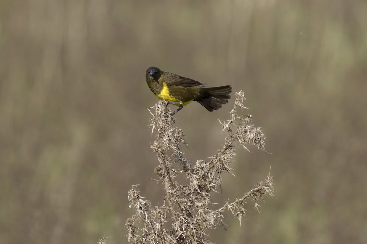 Brown-and-yellow Marshbird - ML643048045