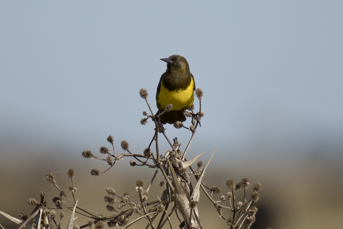 Brown-and-yellow Marshbird - ML643048046