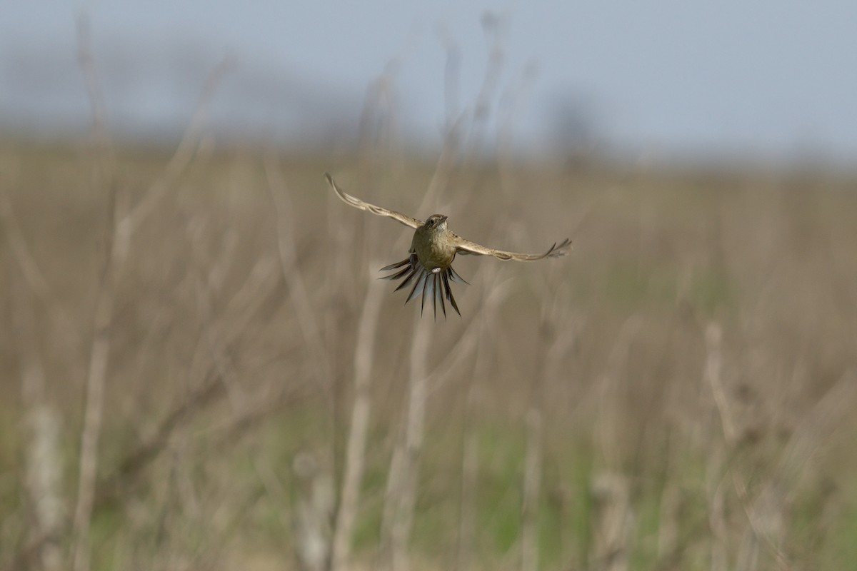 Hudson's Canastero - ML643048063