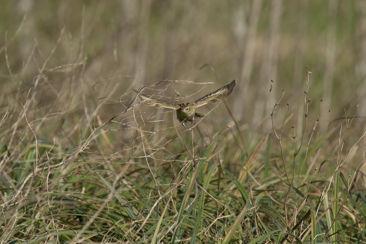 Hudson's Canastero - ML643048064