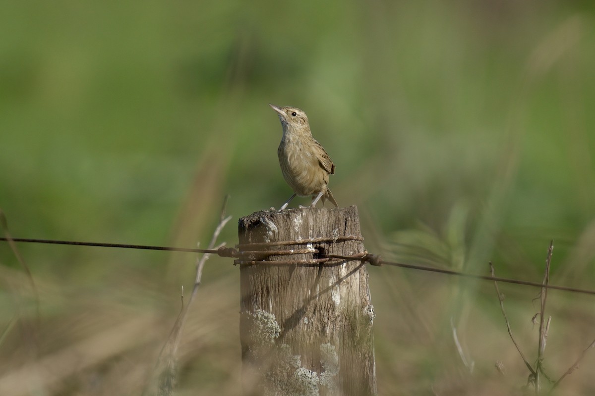 Hudson's Canastero - ML643048065