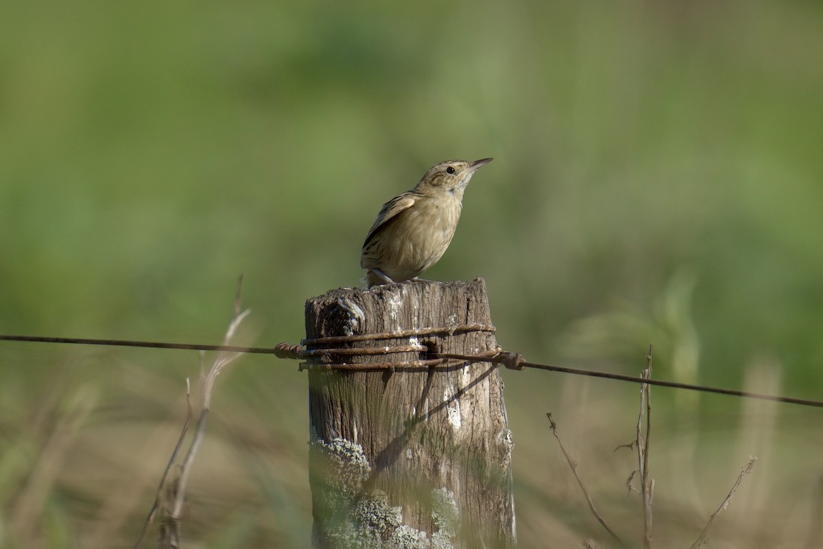 Hudson's Canastero - ML643048066