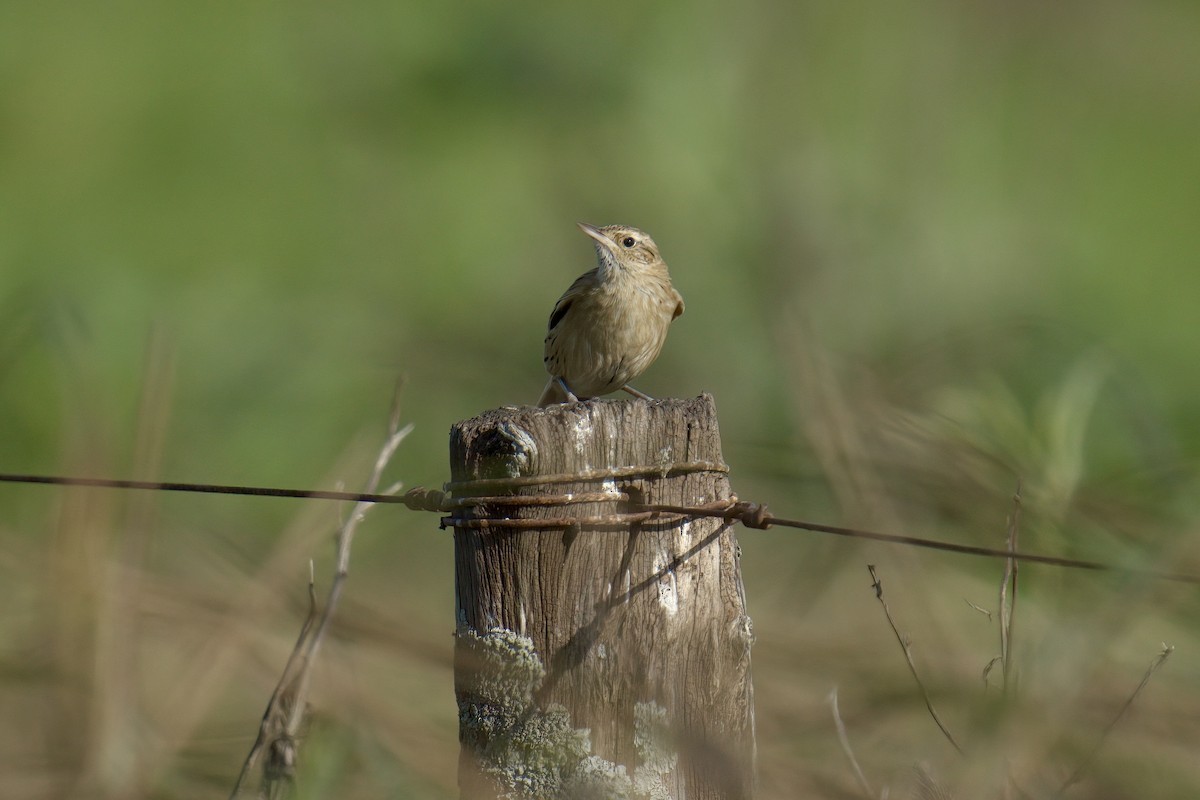 Hudson's Canastero - ML643048067