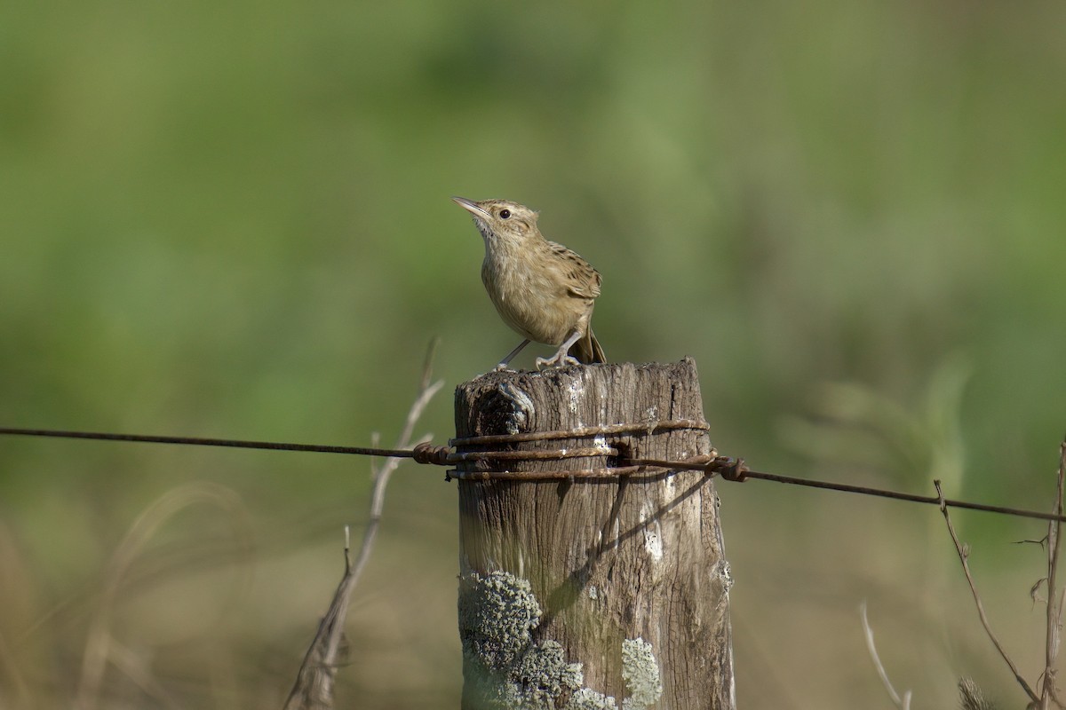 Hudson's Canastero - ML643048068