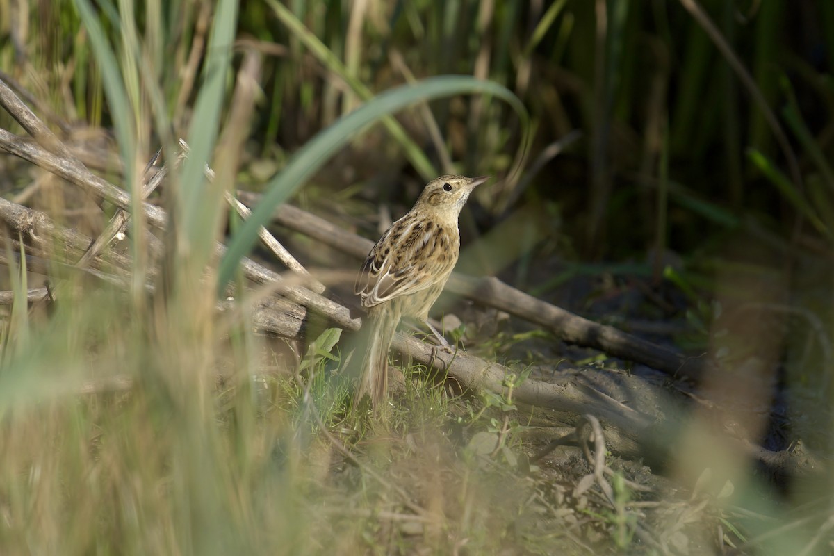 Hudson's Canastero - ML643048069