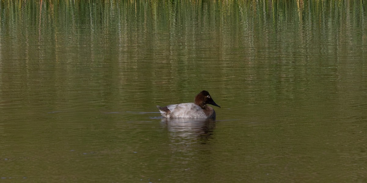 Canvasback - ML643048070