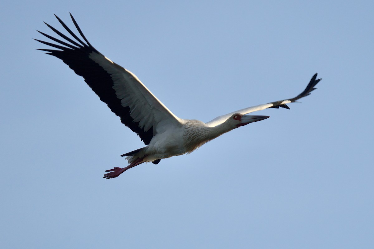 Maguari Stork - ML643048078