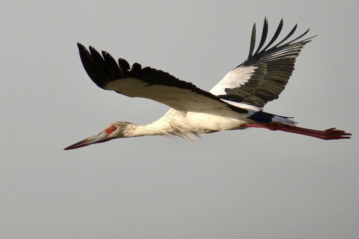 Maguari Stork - ML643048079
