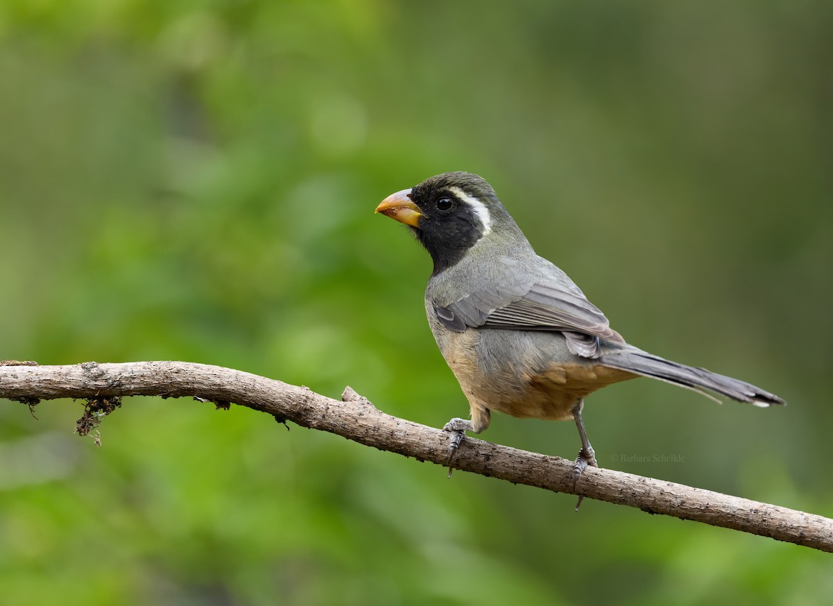 Golden-billed Saltator - ML643048087