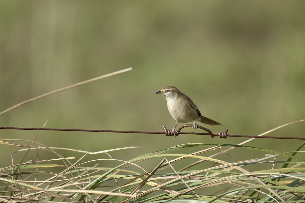 Sulphur-bearded Reedhaunter - ML643048125