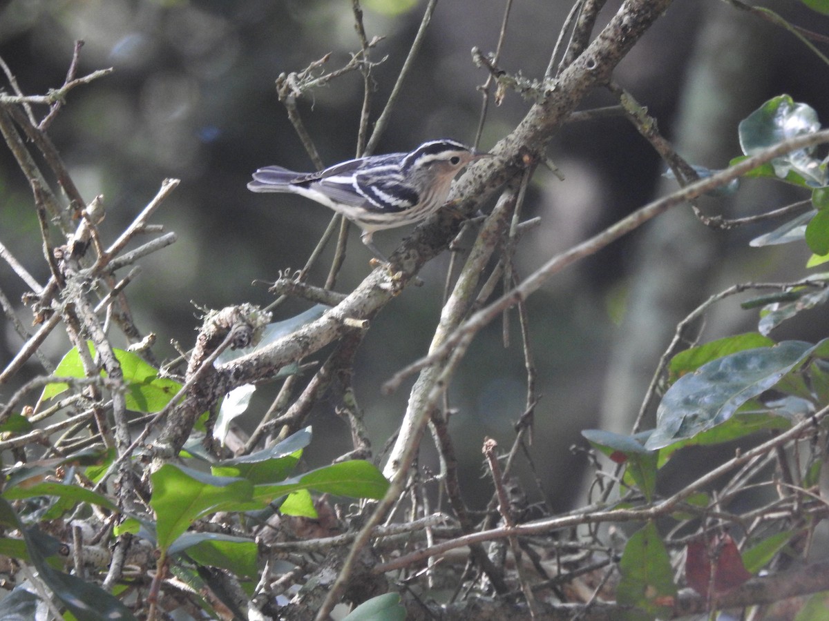 Black-and-white Warbler - ML643048129