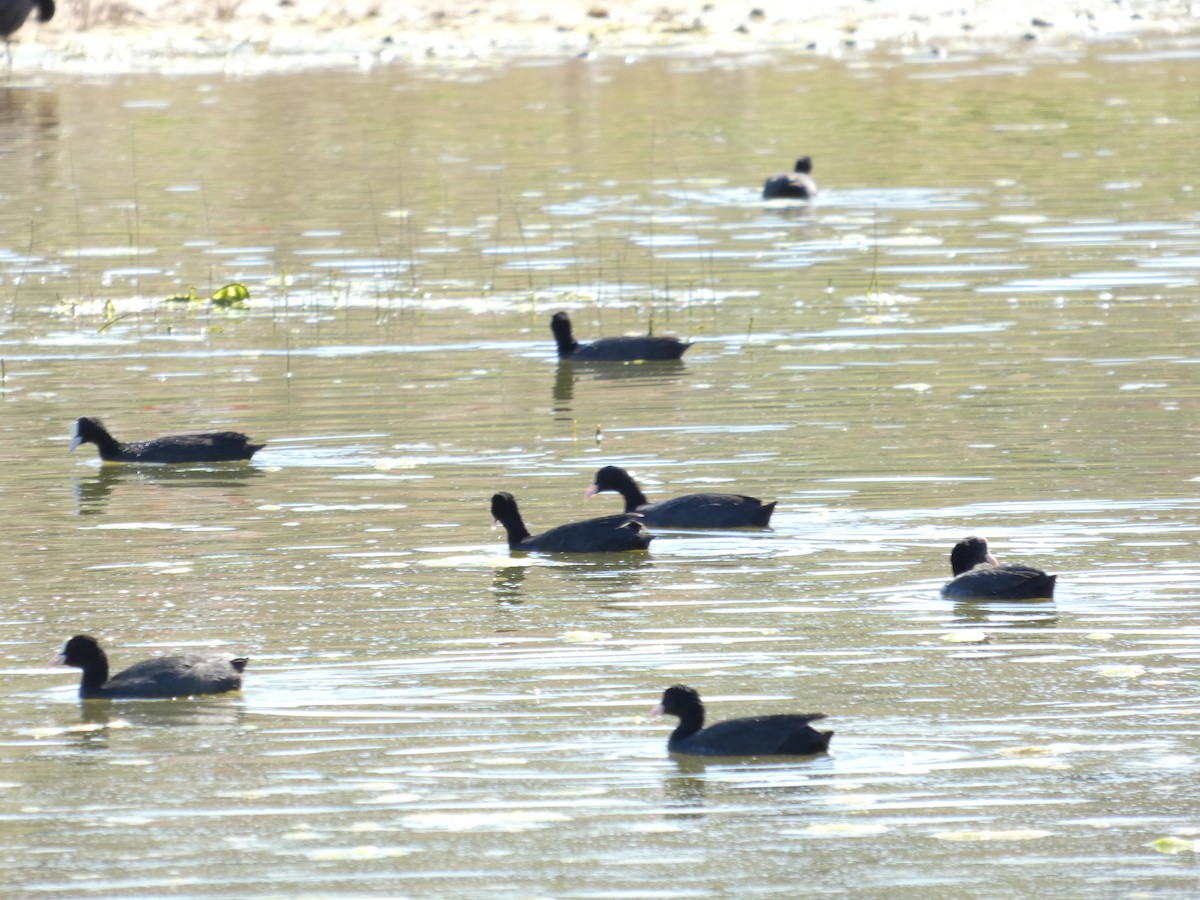 Eurasian Coot - ML643048130