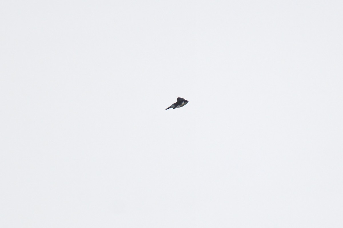White-rumped Swallow - ML643048131