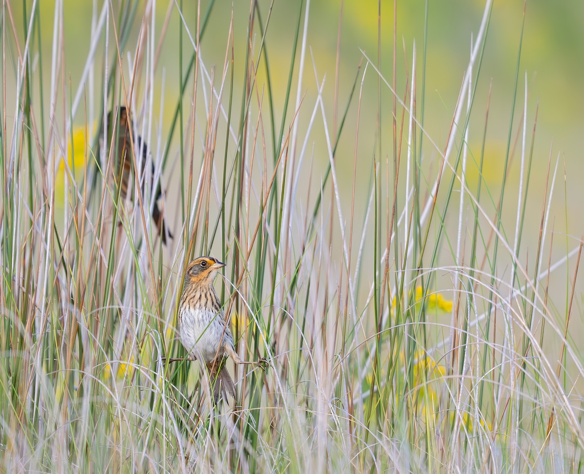 Saltmarsh Sparrow - ML643048132