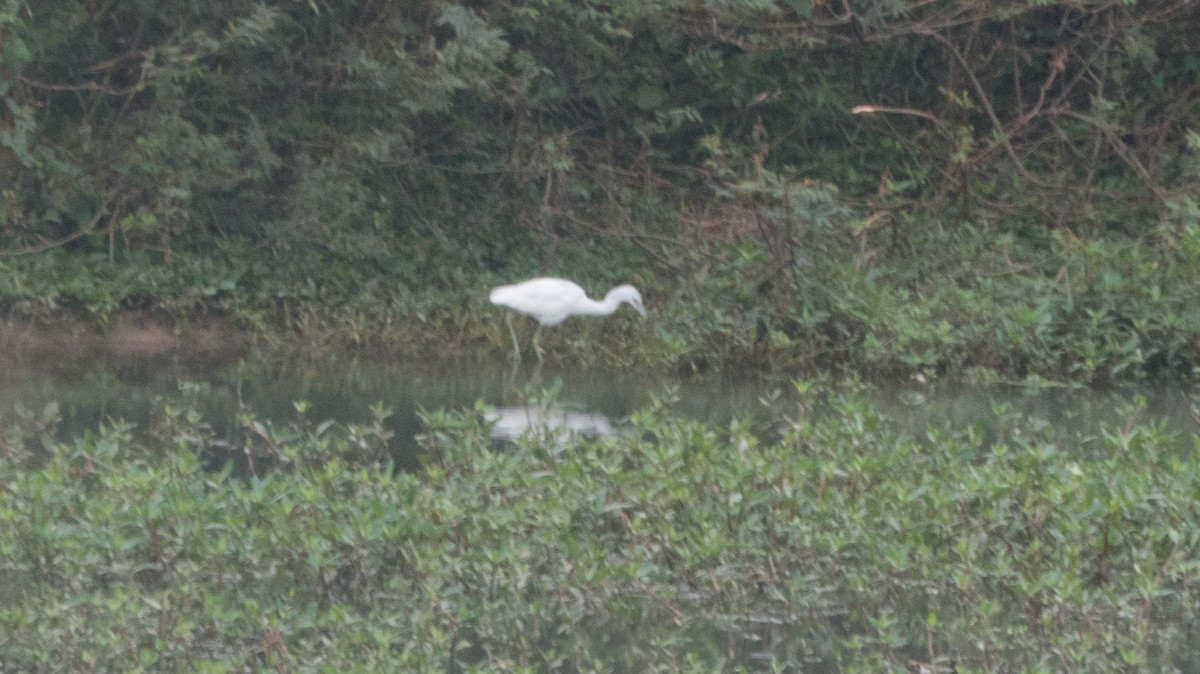 Snowy Egret - ML643048133