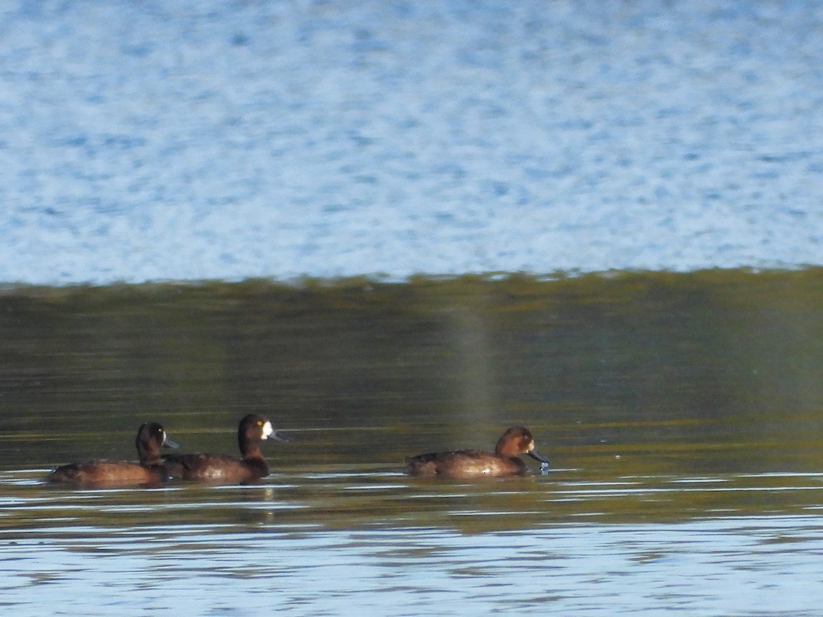 Greater Scaup - ML643048134