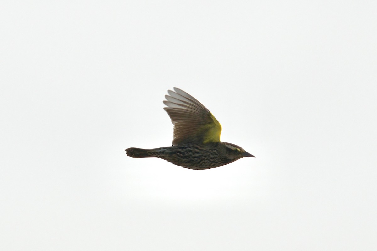 Yellow-winged Blackbird - ML643048136