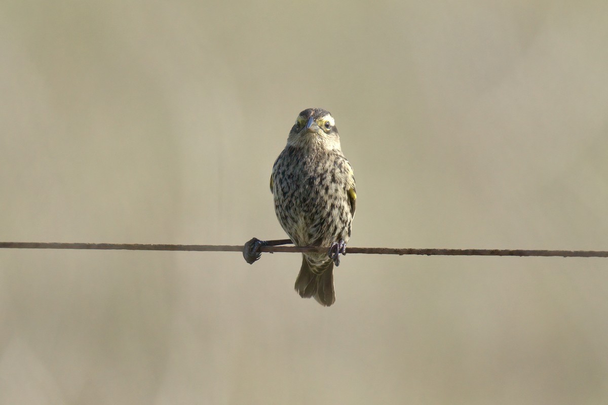 Yellow-winged Blackbird - ML643048137