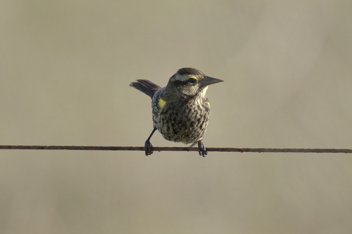 Yellow-winged Blackbird - ML643048138