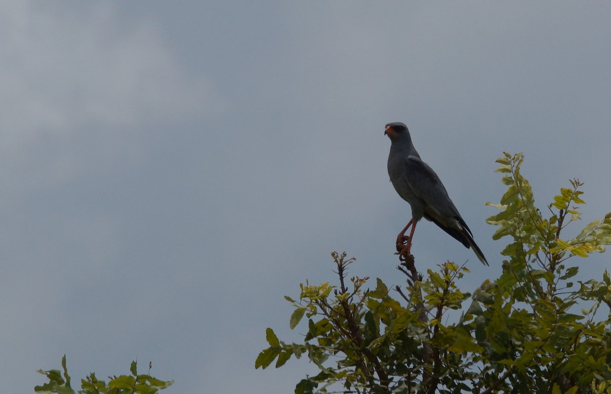 Dark Chanting-Goshawk - ML643048139