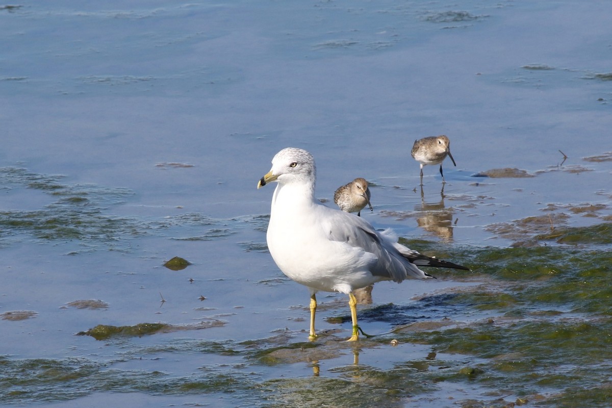 Ring-billed Gull - ML643048140