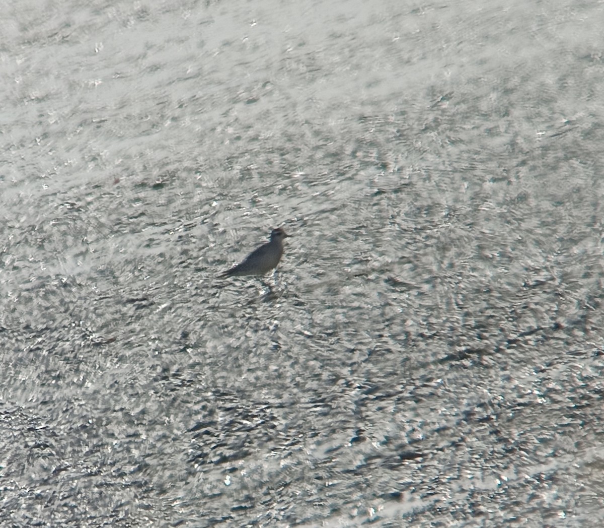 American Golden-Plover - ML643048142