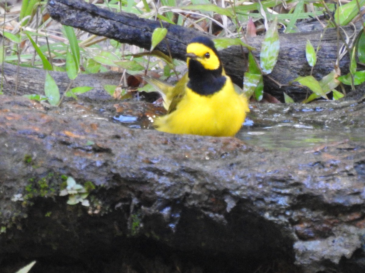 Hooded Warbler - ML643048144