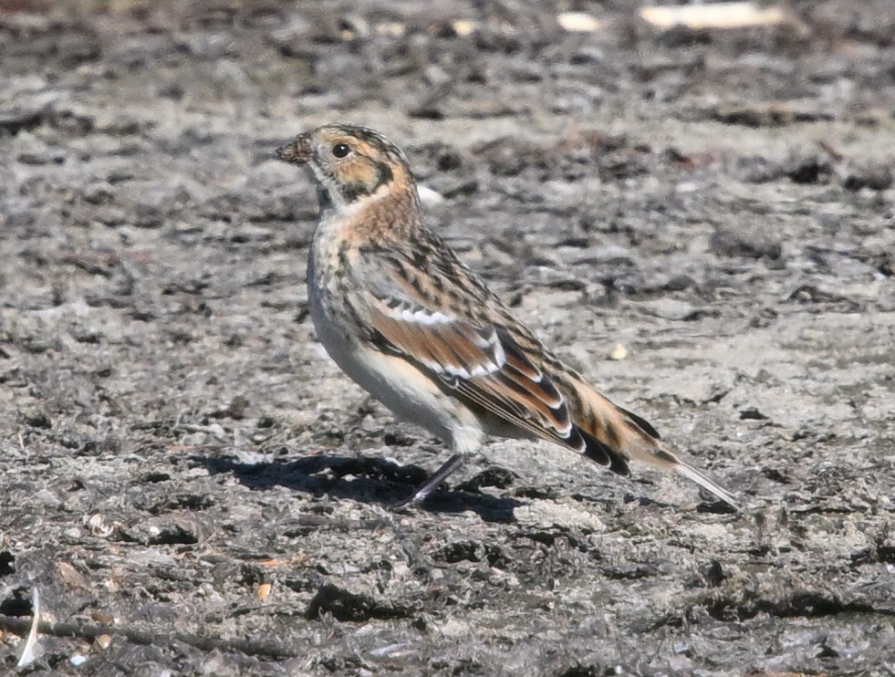 Lapland Longspur - ML643048145