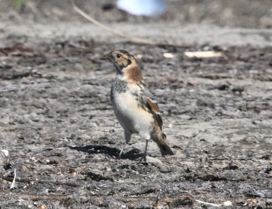 Lapland Longspur - ML643048146