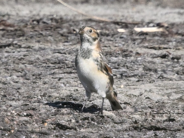 Lapland Longspur - ML643048147