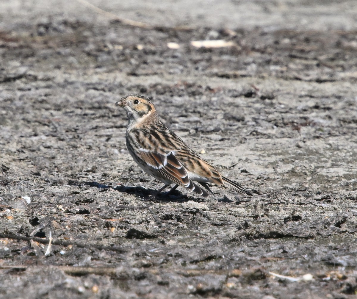 Lapland Longspur - ML643048148