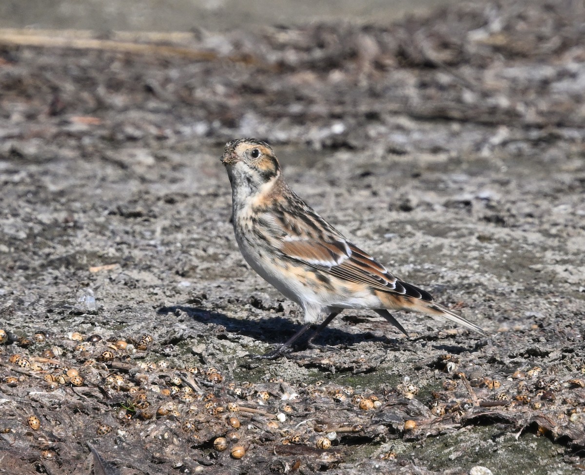 Lapland Longspur - ML643048149