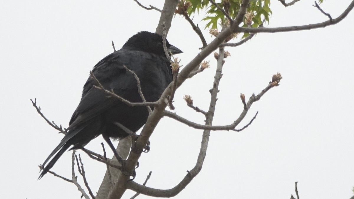 Screaming Cowbird - ML643048150