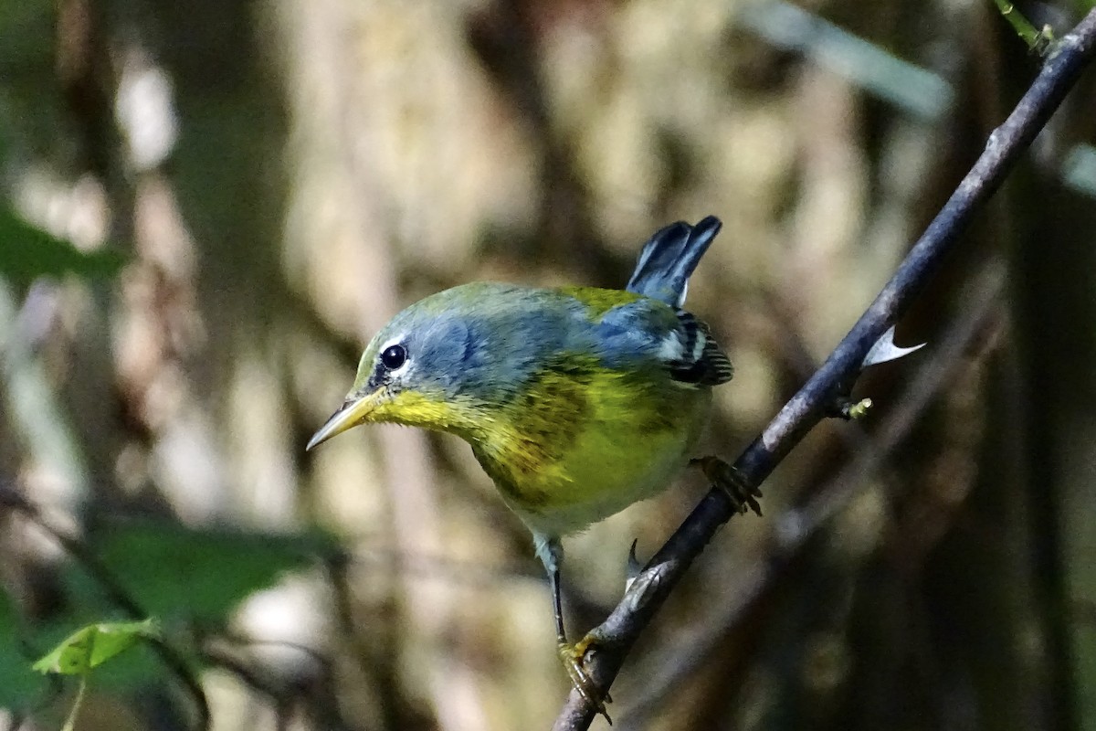 Northern Parula - ML643048151