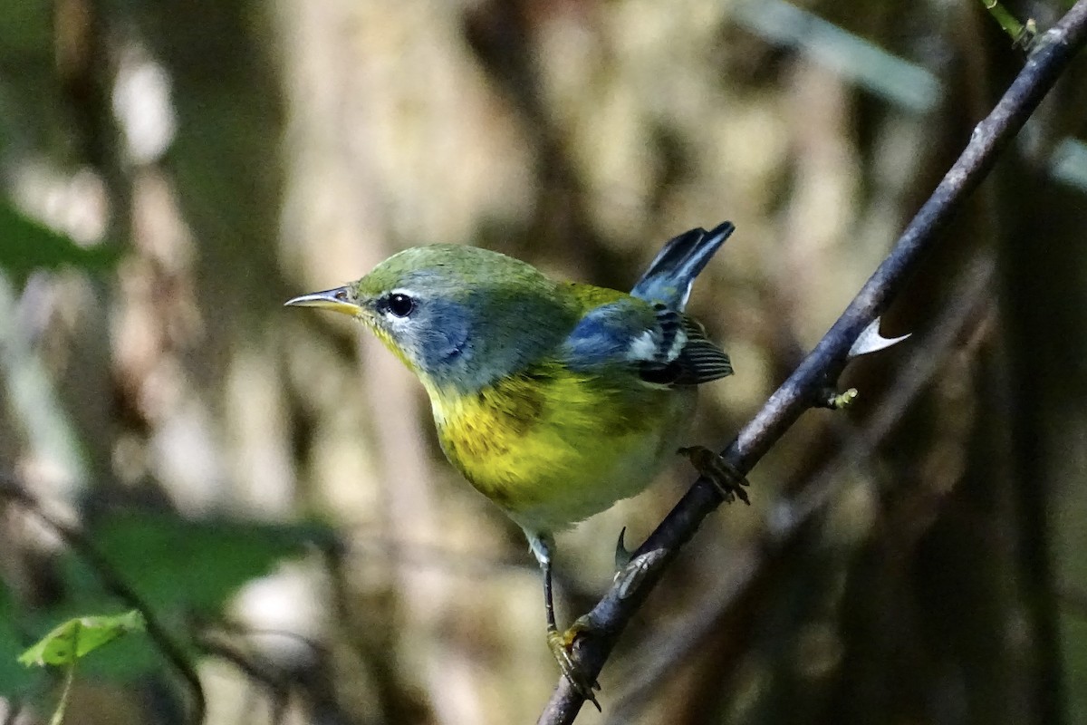 Northern Parula - ML643048152