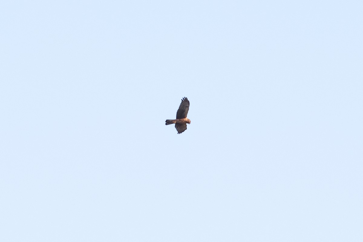 Northern Harrier - ML643048153