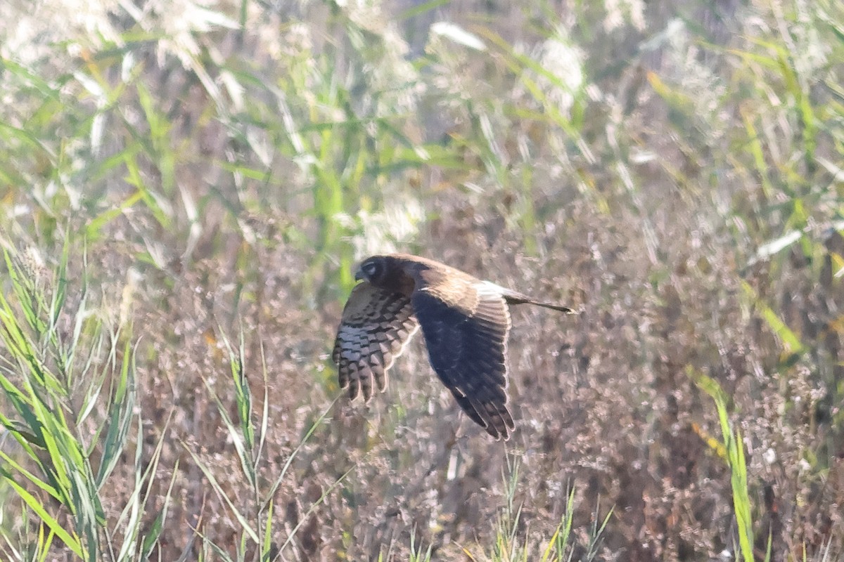 Northern Harrier - ML643048154
