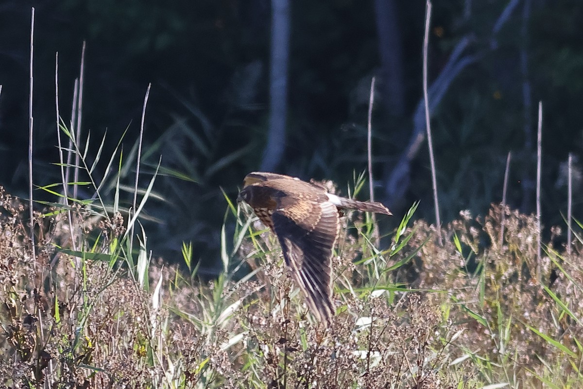 Northern Harrier - ML643048157