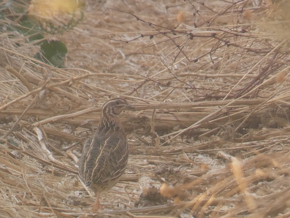 Common Quail - ML643048159