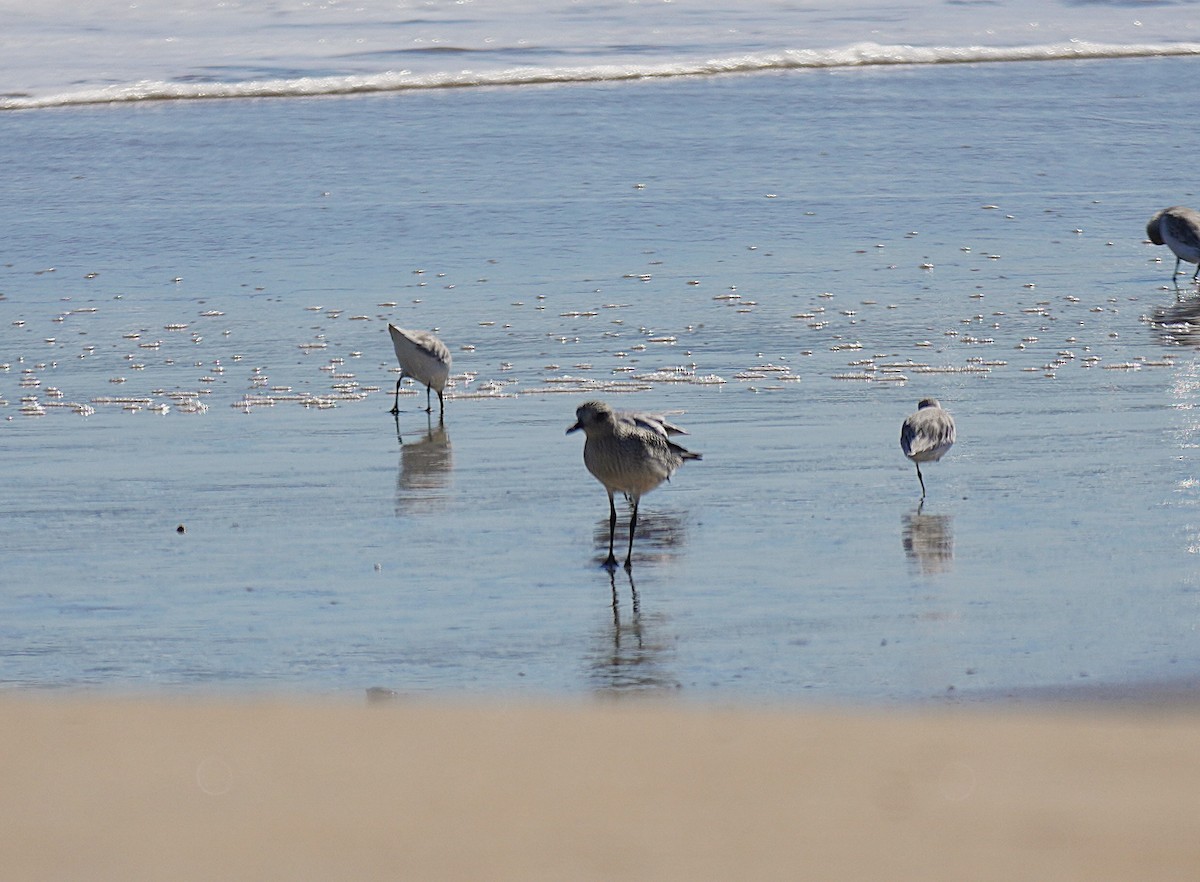 Black-bellied Plover - ML643048161