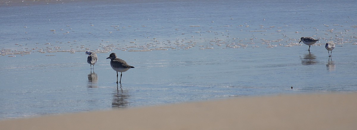 Black-bellied Plover - ML643048162