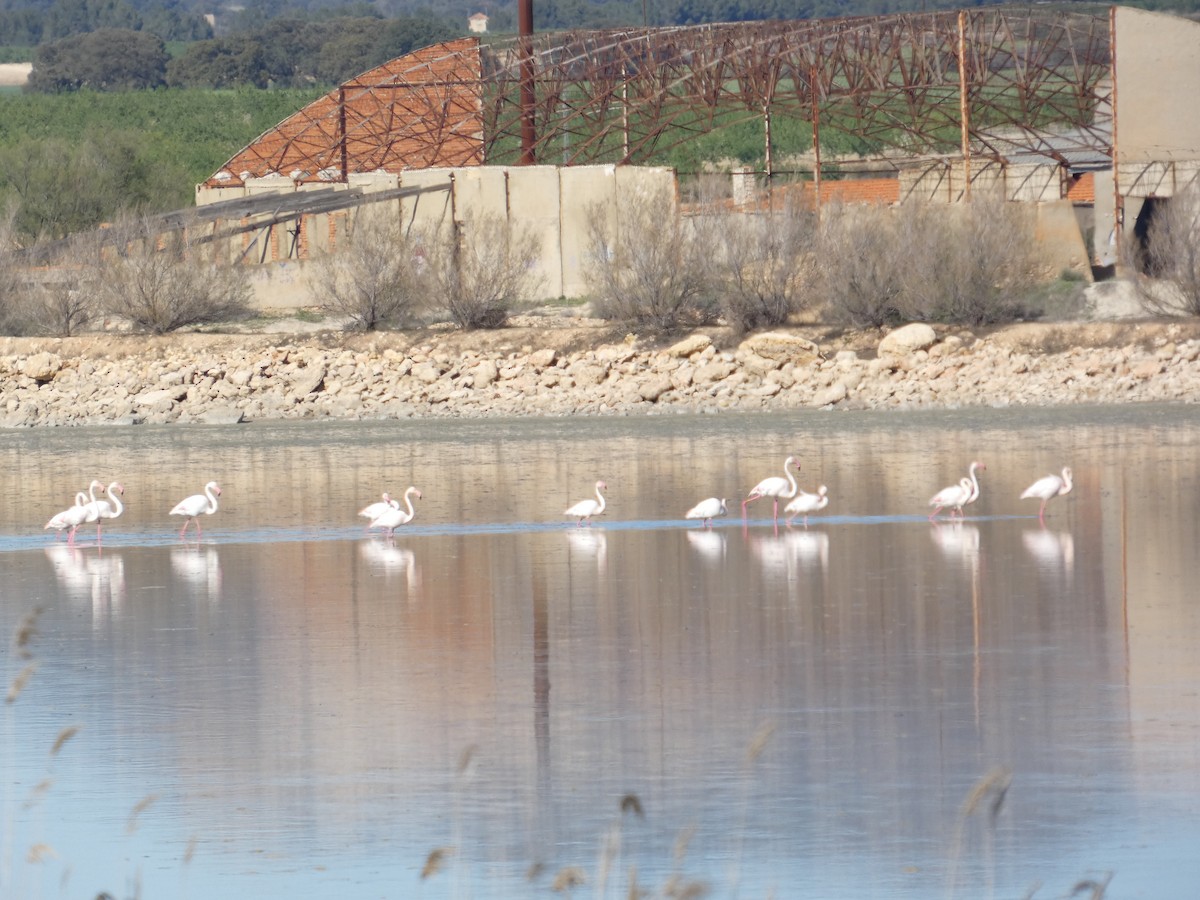 Greater Flamingo - ML643048164